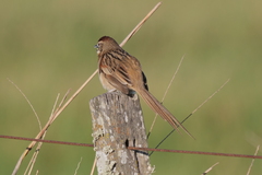 Schoeniophylax phryganophilus