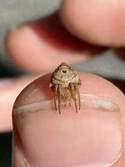 Eustala anastera