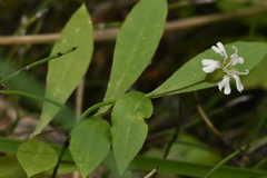 Silene vulgaris