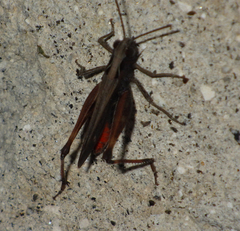 Omocestus rufipes