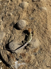 Crotaphytus collaris
