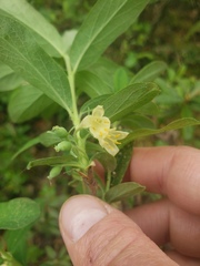 Lonicera villosa
