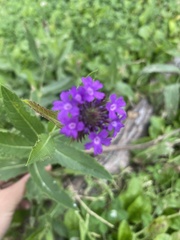 Verbenaceae