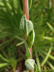 Carphephorus odoratissimus