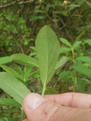 Lonicera villosa