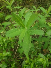 Lonicera villosa