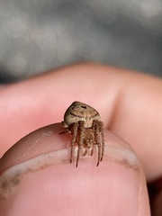 Eustala anastera