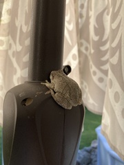 Hyla chrysoscelis