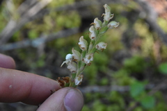 Goodyera oblongifolia