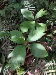 Artocarpus treculianus