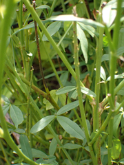 Crotalaria lanceolata