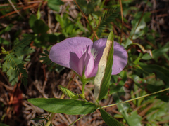 Centrosema virginianum