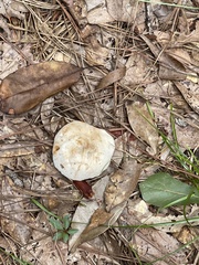 Lactifluus piperatus