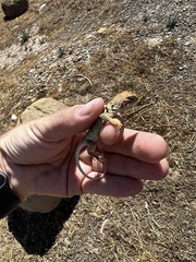 Crotaphytus collaris