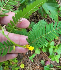 Chamaecrista nictitans