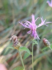 Centaurea nigrescens