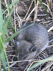 Peromyscus sonoriensis