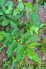 Chamaecrista nictitans