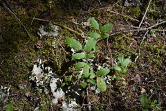 Vaccinium myrtilloides