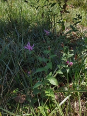 Centaurea nigrescens