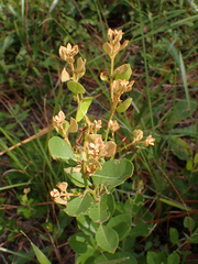 Lyonia fruticosa