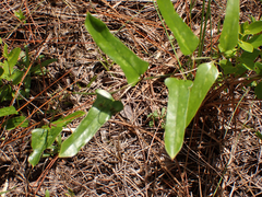 Smilax auriculata