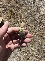 Crotaphytus collaris