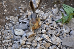 Callospermophilus lateralis