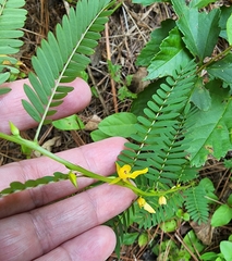Chamaecrista nictitans