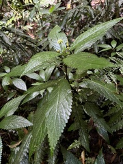 Urticaceae
