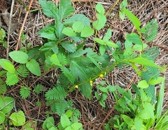 Chamaecrista nictitans