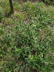 Centaurea nigrescens