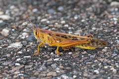 Schistocerca americana