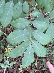 Carya tomentosa