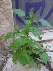 Chenopodiastrum murale