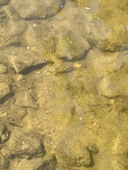 Actinopterygii