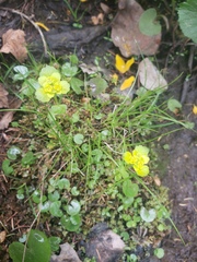 Chrysosplenium iowense