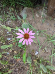 Echinacea purpurea