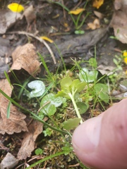 Chrysosplenium iowense