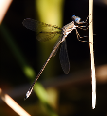 Archilestes californicus