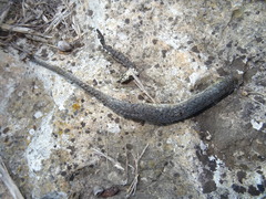 Hierophis viridiflavus carbonarius