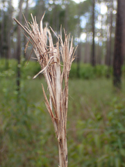 Andropogon glomeratus