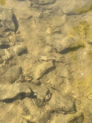 Actinopterygii