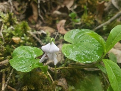 Viola palustris