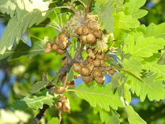 Andricus grossulariae