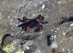 Hemigrapsus nudus