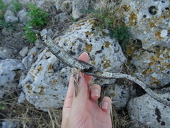 Hierophis viridiflavus carbonarius