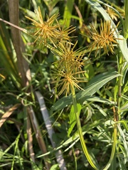 Cyperus odoratus