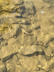 Actinopterygii