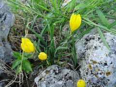Sternbergia lutea